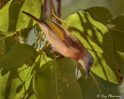 Rufous-banded Honeyeater (Conopophila albogularis) feeding on insect at Yellow Water Region in Kakadu National Park