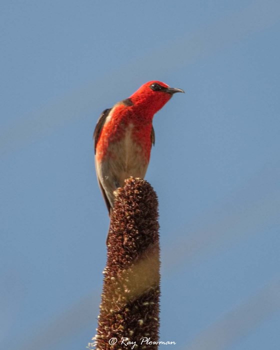 Scarlet Myzomela (Myzomela sanguinolenta) Male perched on grass-tree at Royal Botanic Gardens in Cranbourne