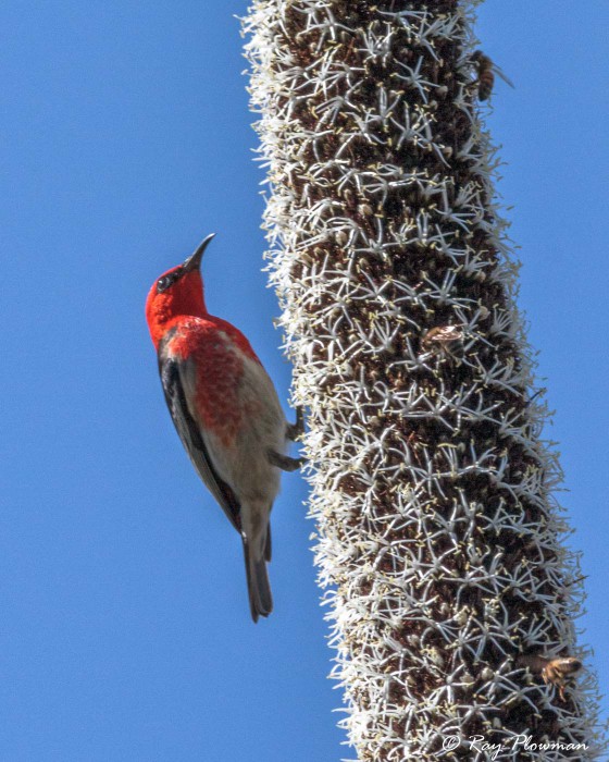 Scarlet Myzomela (Myzomela sanguinolenta) Male feeding with bees on grass-tree nectar at RBG in Cranbourne Scarlet Myzomela (Myzomela sanguinolenta) Male feeding with bees on grass-tree nectar at RBG in Cranbourne