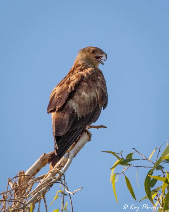 Whistling Kite (Haliastur sphenurus) perched at Kakadu National Parks Yellow Water Region in Northern Territories Whistling Kite (Haliastur sphenurus) perched at Kakadu National Parks Yellow Water Region in Northern Territories
