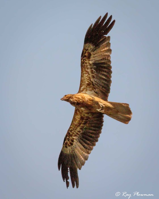 Whistling Kite (Haliastur sphenurus) perched at Kakadu National Parks Yellow Water Region in Northern Territories Whistling Kite (Haliastur sphenurus) perched at Kakadu National Parks Yellow Water Region in Northern Territories