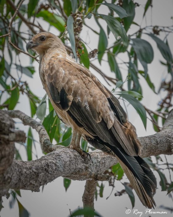 Whistling Kite (Haliastur sphenurus) perched at Fogg Dam Conservation Reserve in Northern Territories Whistling Kite (Haliastur sphenurus) perched at Fogg Dam Conservation Reserve in Northern Territories