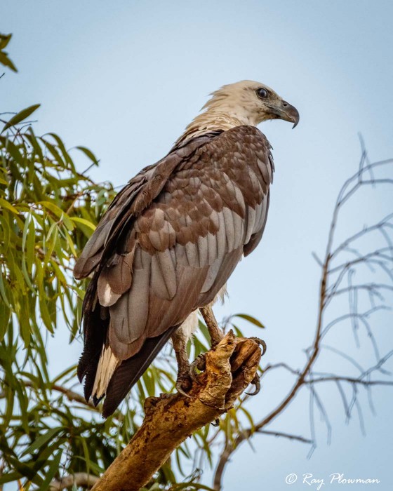 White-bellied Sea Eagle (Haliaeetus leucogaster) at Kakadu National Parks Yellow Water Region in Northern Territories White-bellied Sea Eagle (Haliaeetus leucogaster) at Kakadu National Parks Yellow Water Region in Northern Territories