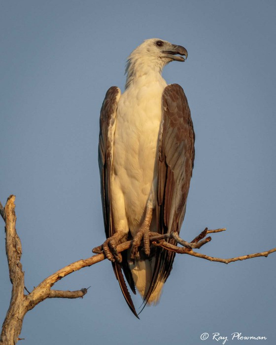 White-bellied Sea Eagle (Haliaeetus leucogaster) perched at Kakadu National Parks Yellow Water Region in Northern Territories White-bellied Sea Eagle (Haliaeetus leucogaster) perched at Kakadu National Parks Yellow Water Region in Northern Territories