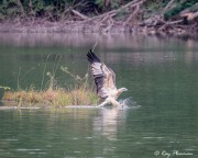 White-bellied Sea Eagle, (Haliaeetus leucogaster) Immature fishing at Singapore Quarry in Dairy Farm Nature Park White-bellied Sea Eagle, (Haliaeetus leucogaster) Immature fishing at Singapore Quarry in Dairy Farm Nature Park