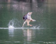 White-bellied Sea Eagle, (Haliaeetus leucogaster) Immature fishing at Singapore Quarry in Dairy Farm Nature Park White-bellied Sea Eagle, (Haliaeetus leucogaster) Immature fishing at Singapore Quarry in Dairy Farm Nature Park