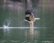 White-bellied Sea Eagle, (Haliaeetus leucogaster) Immature fishing at Singapore Quarry in Dairy Farm Nature Park White-bellied Sea Eagle, (Haliaeetus leucogaster) Immature fishing at Singapore Quarry in Dairy Farm Nature Park