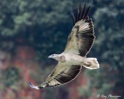 White-bellied Sea Eagle (Haliaeetus leucogaster) Second Immature at Singapore Quarry in Dairy Farm Nature Park White-bellied Sea Eagle (Haliaeetus leucogaster) Second Immature at Singapore Quarry in Dairy Farm Nature Park