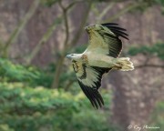 White-bellied Sea Eagle, (Haliaeetus leucogaster) Immature flying at Singapore Quarry in Dairy Farm Nature Park White-bellied Sea Eagle, (Haliaeetus leucogaster) Immature flying at Singapore Quarry in Dairy Farm Nature Park