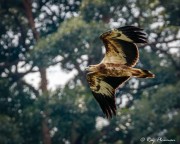 White-bellied Sea-eagle (Haliaeetus leucogaster) Juvenile at Singapore Quarry in Dairy Farm Nature Park