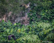 Immature White-bellied Sea Eagle gaining height on Adult Grey-headed Fish Eagle at Dairy Farm Nature Parks Singapore Quarry Immature White-bellied Sea Eagle gaining height on Adult Grey-headed Fish Eagle at Dairy Farm Nature Parks Singapore Quarry