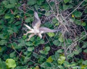 Immature White-bellied Sea Eagle gained height and ready to pounce on Adult Grey-headed Fish Eagle at Dairy Farm Nature Parks Singapore Quarry Immature White-bellied Sea Eagle gained height and ready to pounce on Adult Grey-headed Fish Eagle at Dairy Farm Nature Parks Singapore Quarry
