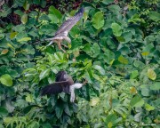 Immature White-bellied Sea Eagle pounces on Adult Grey-headed Fish Eagle at Dairy Farm Nature Parks Singapore Quarry Immature White-bellied Sea Eagle pounces on Adult Grey-headed Fish Eagle at Dairy Farm Nature Parks Singapore Quarry