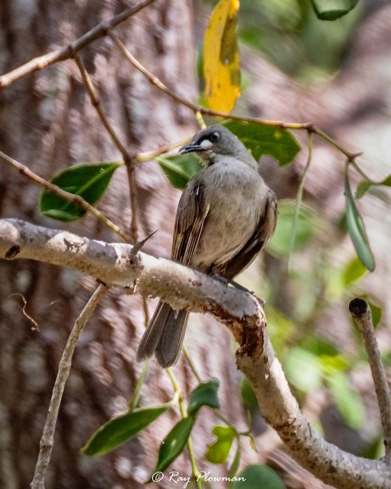 White-gaped Honeyeater (Stomiopera unicolor) at East Point Reserve near Darwin in Northern Territories