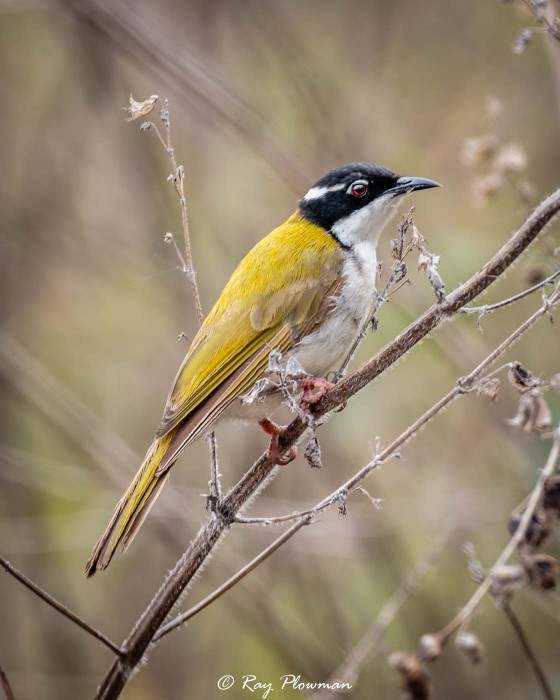 White-gaped Honeyeater (Stomiopera unicolor) at East Point Reserve near Darwin in Northern Territories