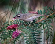 Yellow-faced Honeyeater (Caligavis chrysops) foraging at Booderee National Park in Jervis Bay Territory