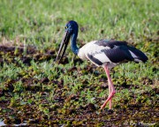 Black-necked Stork (Ephippiorhynchus asiaticus australis) female forging at Yellow Water Region in Northern Territories Black-necked Stork (Ephippiorhynchus asiaticus australis) female forging at Yellow Water Region in Northern Territories