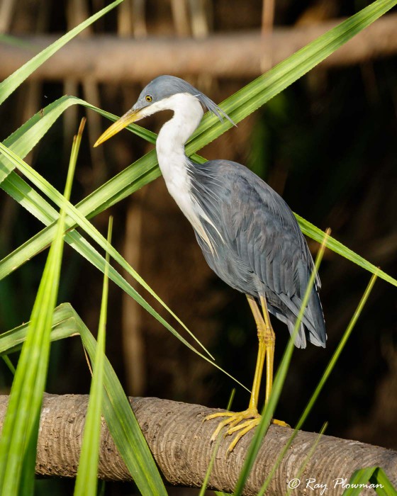 Pied Heron (Egretta picata) juvenile perched in mangrove at Yellow Water Region in Northern Territories
