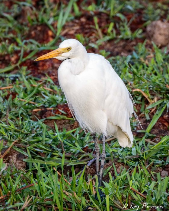 Plumed Egret (Ardea plumifera) perched on the riverbank at Yellow Water Region in Northern Territories