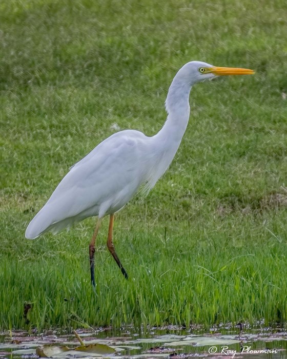 Plumed Egret (Ardea plumifera) hunting on river bank at Kakadu's Yellow Water Wetlands in Northern Territories