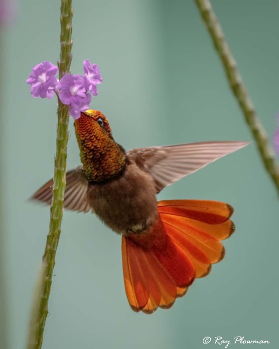Ruby-topaz Hummingbird (Chrysolampis mosquitus) Male hovering and feeding on vervain nectar in Trinidad Ruby-topaz Hummingbird (Chrysolampis mosquitus) Male hovering and feeding on vervain nectar in Trinidad
