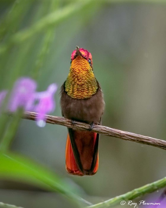 Ruby-topaz Hummingbird (Chrysolampis mosquitus) Male perched showing iridescent throat feathers in Trinidad Ruby-topaz Hummingbird (Chrysolampis mosquitus) Male perched showing iridescent throat feathers in Trinidad