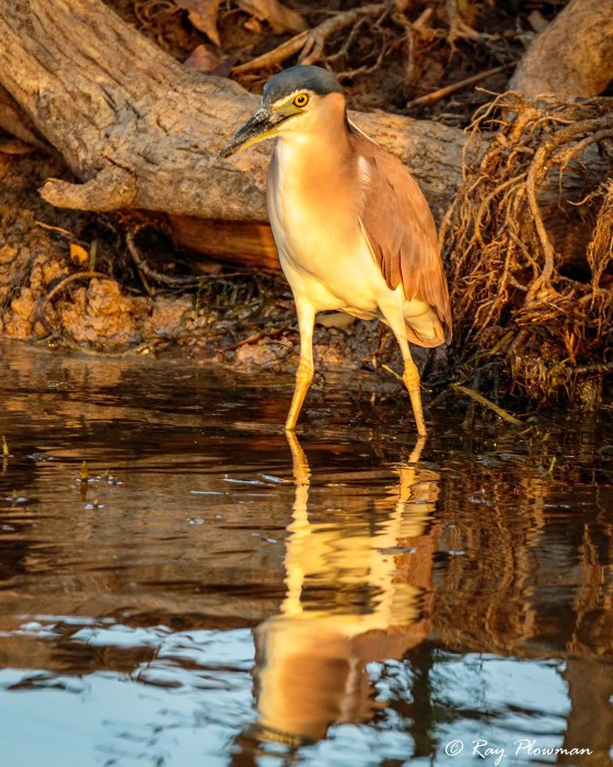 Rufous Night-heron (Nycticorax caledonicus australasiae) in mangrove shallows at Kakadu National Park