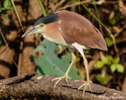 Rufous Night-heron (Nycticorax caledonicus australasiae) perched in mangroves at Yellow Water Region in Northern Territories