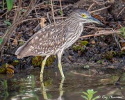 Rufous Night-heron (Nycticorax caledonicus australasiae) Immature at Yellow Water in Northern Territories