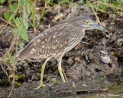 Rufous Night-heron (Nycticorax caledonicus australasiae) Juvenile at Yellow Water Region in Northern Territories