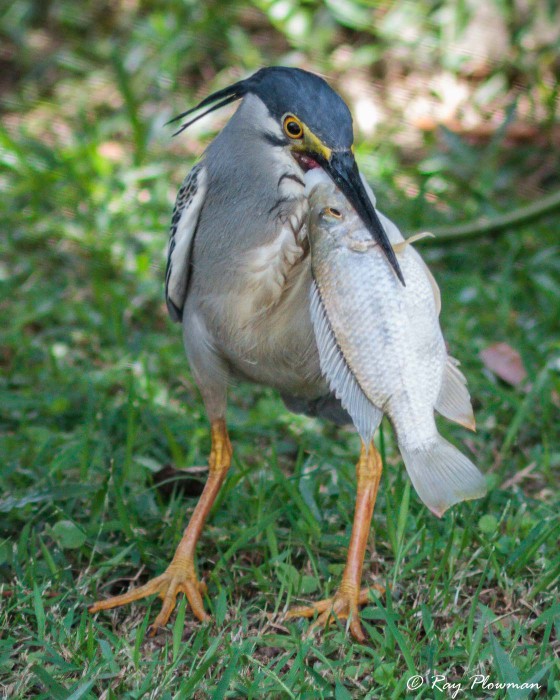 Striated Heron (Butorides striata javanica) on bank with large fish caught from baited lake at Japanese Garden Striated Heron (Butorides striata javanica) on bank with large fish caught from baited lake at Japanese Garden
