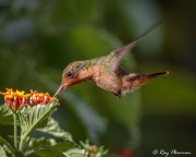 Tufted Coquette Hummingbird (Lophornis ornatus) Female feeding on an orange flower nectar in Trinidad Tufted Coquette Hummingbird (Lophornis ornatus) Female feeding on an orange flower nectar in Trinidad