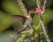 Tufted Coquette Hummingbird (Lophornis ornatus) Male feeding on changeable velvetberry nectar in Trinidad Tufted Coquette Hummingbird (Lophornis ornatus) Male feeding on changeable velvetberry nectar in Trinidad