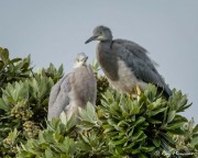 White Faced Heron (Egretta novaehollandiae) pair of immatures perched in tree at Thames in New Zealand