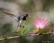 White-necked Jacobin (Florisuga mellivora) Immature Male hovering and feeding on Mimosa nectar in Trinidad White-necked Jacobin (Florisuga mellivora) Immature Male hovering and feeding on Mimosa nectar in Trinidad