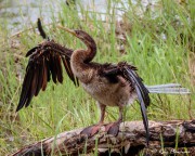 Australasian Darter (Anhinga novaehollandiae) young bird drying out feathers at Fogg Dam Conservation Reserve, Northern Territories Australasian Darter (Anhinga novaehollandiae) young bird drying out feathers at Fogg Dam Conservation Reserve, Northern Territories