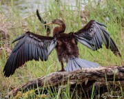Australasian Darter (Anhinga novaehollandiae) young bird drying out feathers at Fogg Dam Conservation Reserve, Northern Territories Australasian Darter (Anhinga novaehollandiae) young bird drying out feathers at Fogg Dam Conservation Reserve, Northern Territories