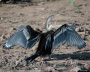 Australasian Darter (Anhinga novaehollandiae) female drying out at Yellow Water in Kakadu National Park Australasian Darter (Anhinga novaehollandiae) female drying out at Yellow Water in Kakadu National Park