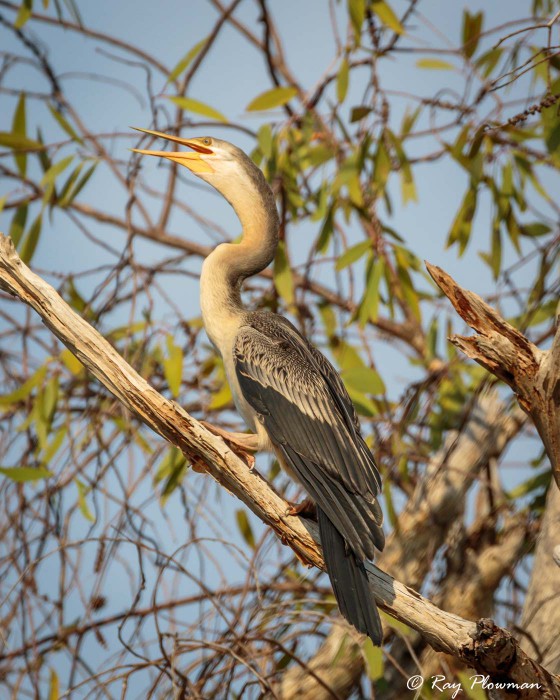 Australasian Darter (Anhinga novaehollandiae) female calling at Yellow Water in Kakadu National Park Australasian Darter (Anhinga novaehollandiae) female calling at Yellow Water in Kakadu National Park