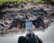 Australasian Darter (Anhinga novaehollandiae) immature male drying out feathers at Yellow Water in Kakadu National Park Australasian Darter (Anhinga novaehollandiae) immature male drying out feathers at Yellow Water in Kakadu National Park