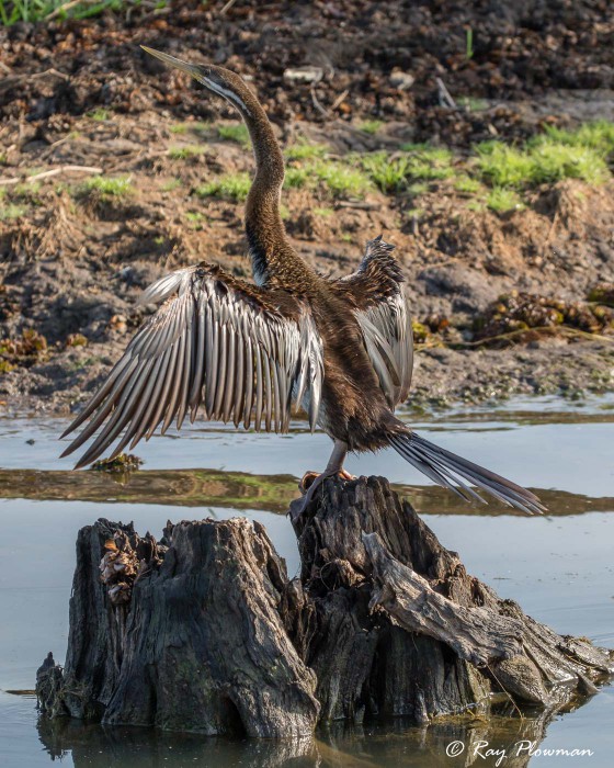 Australasian Darter (Anhinga novaehollandiae) immature male drying out feathers at Yellow Water in Northern Territories Australasian Darter (Anhinga novaehollandiae) immature male drying out feathers at Yellow Water in Northern Territories