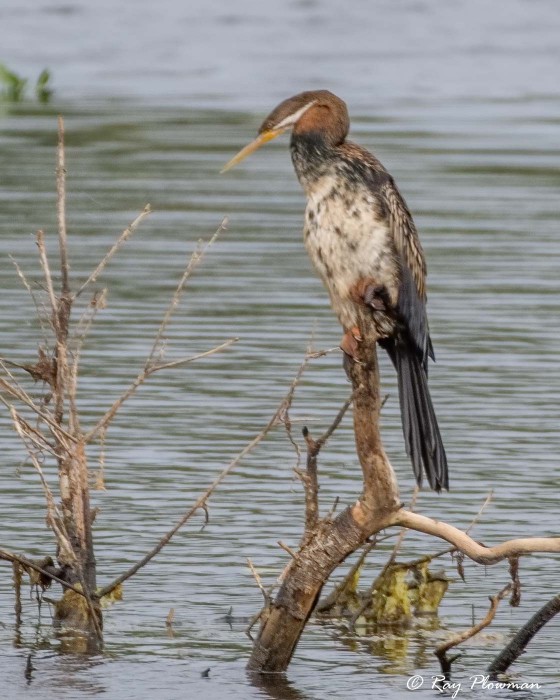 Australasian Darter (Anhinga novaehollandiae) immature male at Fogg Dam Conservation Reserve, Northern Territories Australasian Darter (Anhinga novaehollandiae) immature male at Fogg Dam Conservation Reserve, Northern Territories