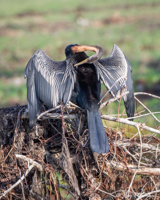Australasian Darter (Anhinga novaehollandiae) male preening feathers at Yellow Water in Kakadu National Park Australasian Darter (Anhinga novaehollandiae) male preening feathers at Yellow Water in Kakadu National Park