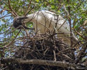 Australian Ibis (Threskiornis moluccus) preening on nest at Townsville (Palmetum) Botanic Garden in Queensland
