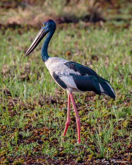 Black-necked Stork (Ephippiorhynchus asiaticus australis) female at Yellow Water Region in Northern Territories Black-necked Stork (Ephippiorhynchus asiaticus australis) female at Yellow Water Region in Northern Territories