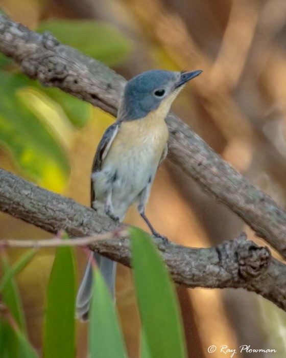 Broad-billed Flycatcher (Myiagra ruficollis mimikae) perched at Yellow Water in Kakadu National Park