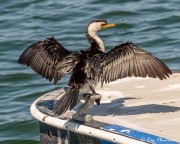 Little Pied Cormorant (Microcarbo melanoleucos) drying out at Lakes Entrance in Gippsland, Australia Little Pied Cormorant (Microcarbo melanoleucos) drying out at Lakes Entrance in Gippsland, Australia