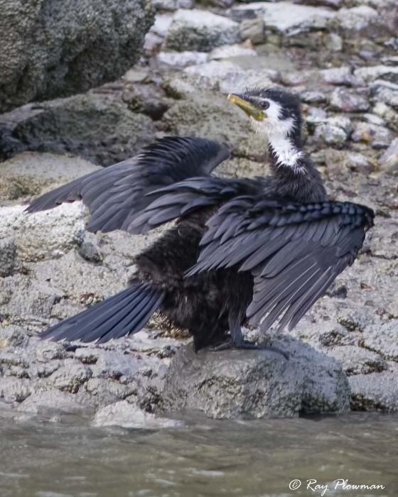 Little Pied Cormorant, White-throated morph (Microcarbo melanoleucos brevirostris) drying out at Okarito Wetland on New Zealand's West Coast Little Pied Cormorant, White-throated morph (Microcarbo melanoleucos brevirostris) drying out at Okarito Wetland on New Zealand's West Coast