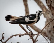 Magpie-lark (Grallina cyanoleuca neglecta) Female perched at Fogg Dam Conservation Reserve in Northern Territories