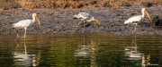 Milky Stork (Mycteria cinerea) and Painted Storks (Mycteria leucocephala) feeding at Sungei Buloh Wetland Reserve in Singapore Milky Stork (Mycteria cinerea) and Painted Storks (Mycteria leucocephala) feeding at Sungei Buloh Wetland Reserve in Singapore